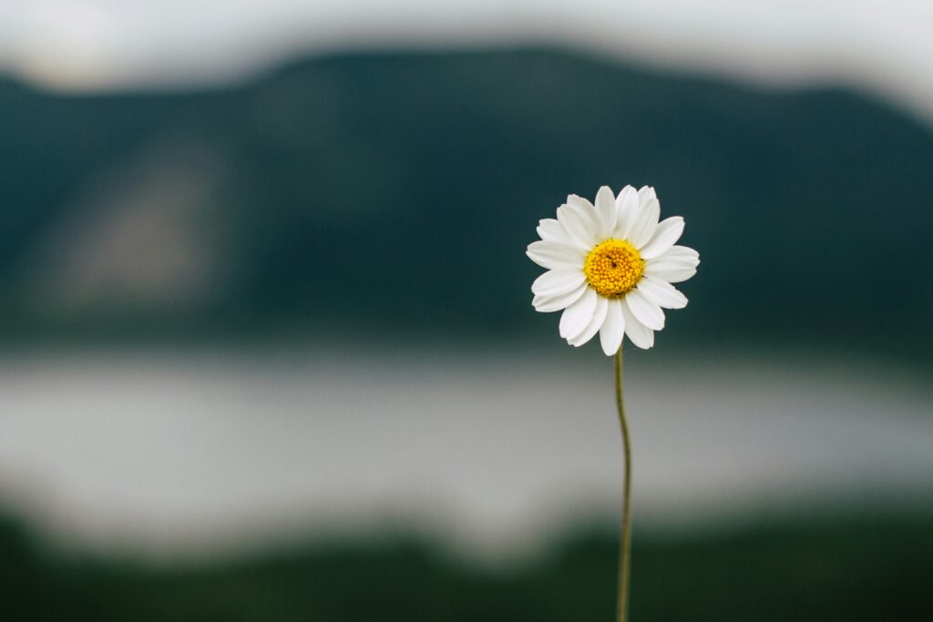 Photo d'une fleur en gros plan
